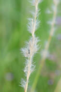 صورة Bothriochloa longipaniculata (Gould) Allred & Gould