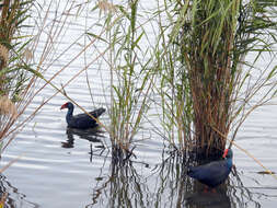 Image of Purple Swamphen