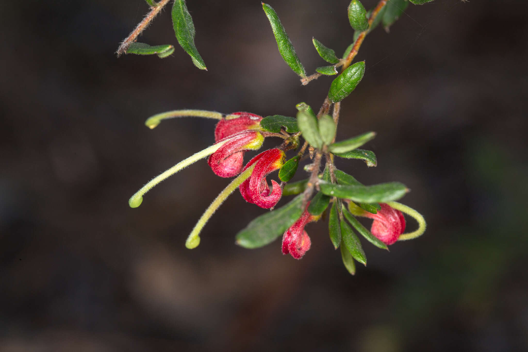 Image of Grevillea banyabba P. M. Olde & N. R. Marriott