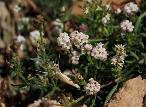 Image of Galium incanum Sm.