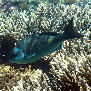 Image of New Zealand bluefish