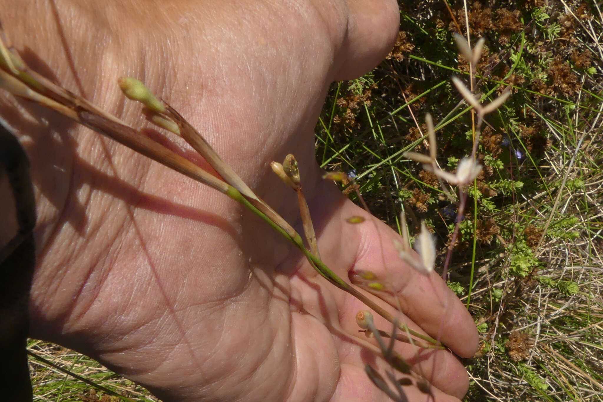 Moraea tricuspidata (L. fil.) G. J. Lewis resmi