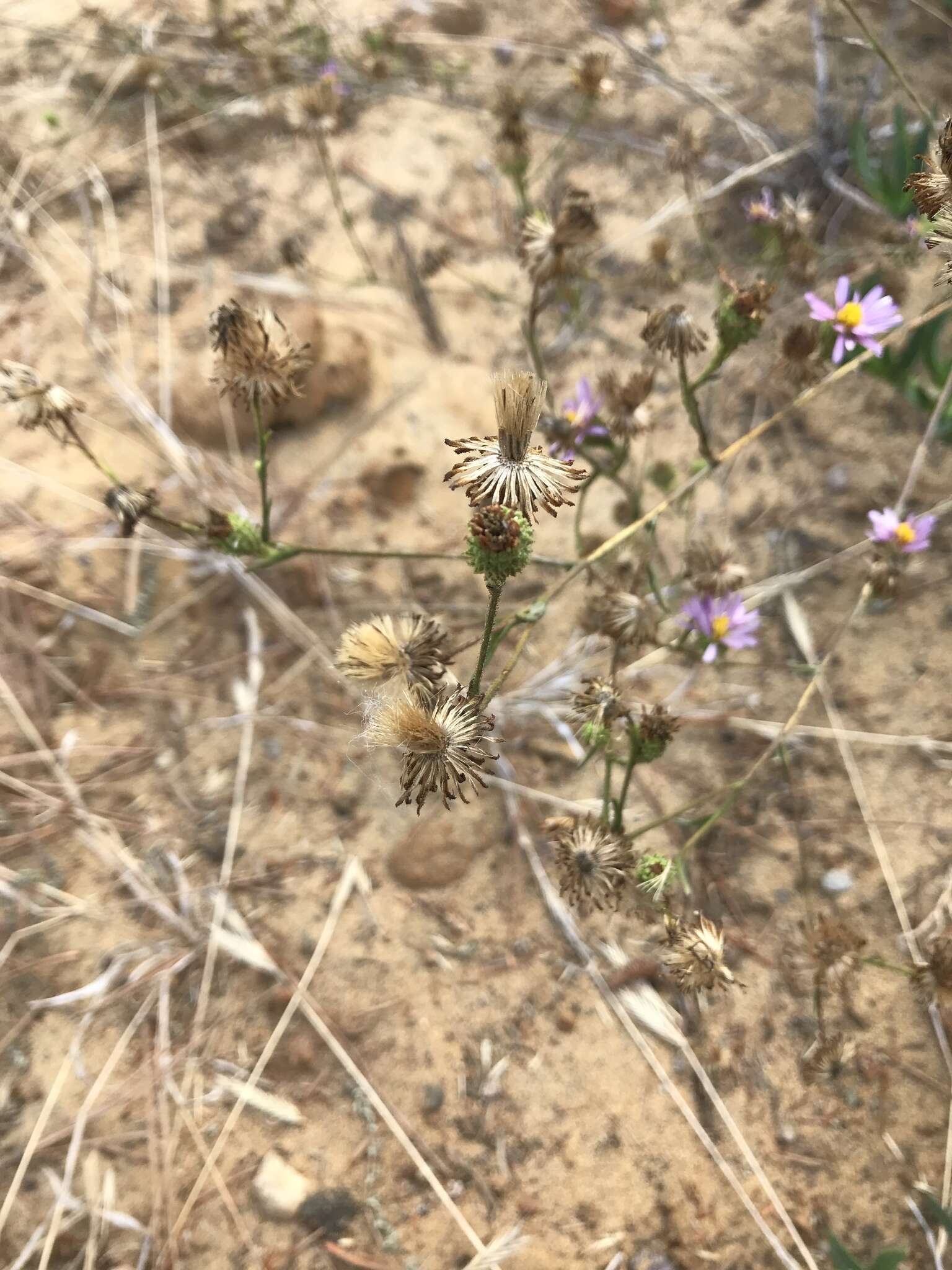 Image of sandaster