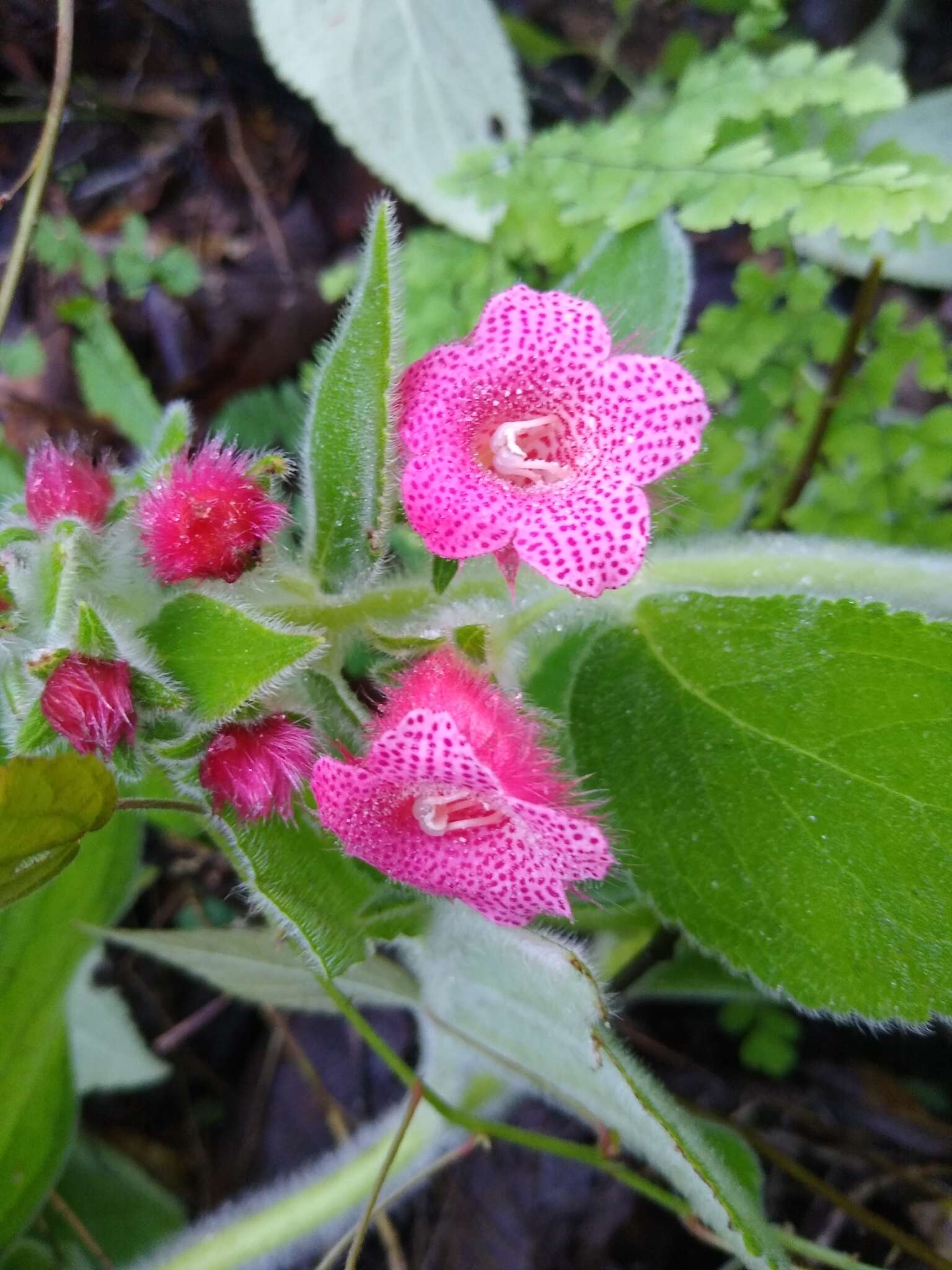 Imagem de Kohleria rugata (Scheidw.) L. P. Kvist & L. E. Skog