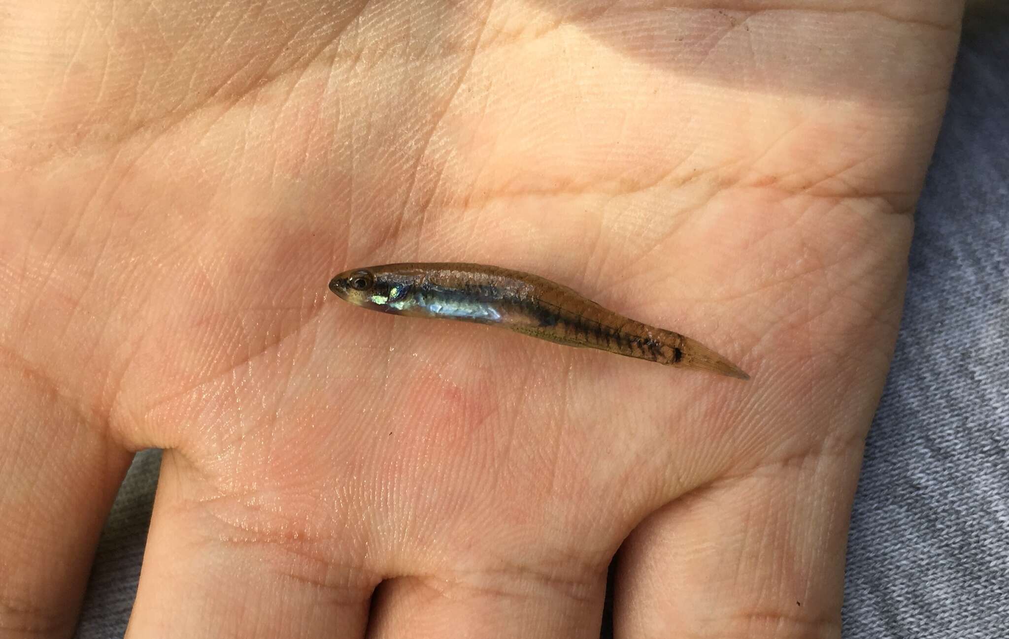 Image of Australian carp-gudgeon