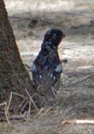 Image of Rose-breasted Grosbeak