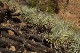 Image of Puya coerulea var. coerulea