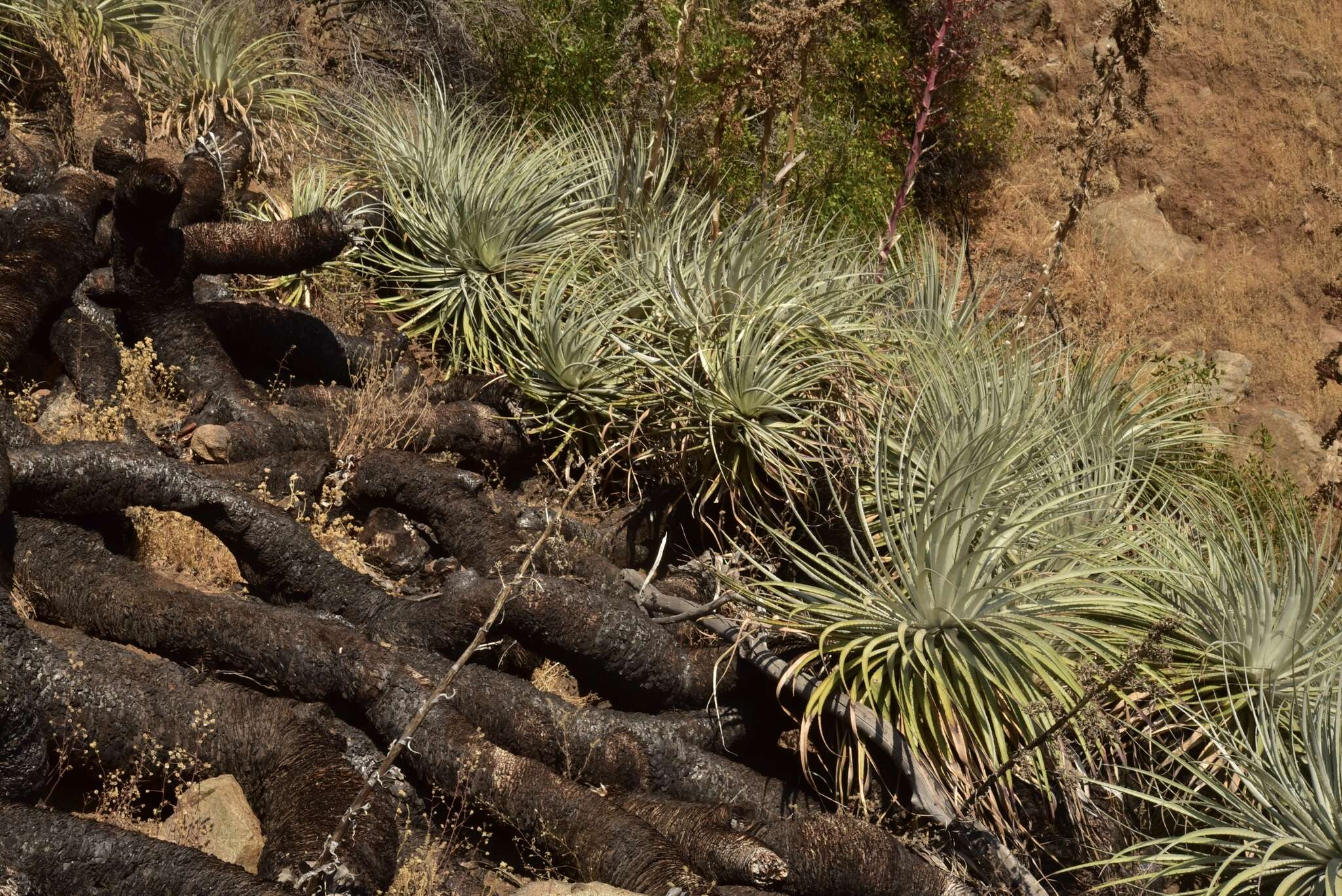 Image of Puya coerulea var. coerulea