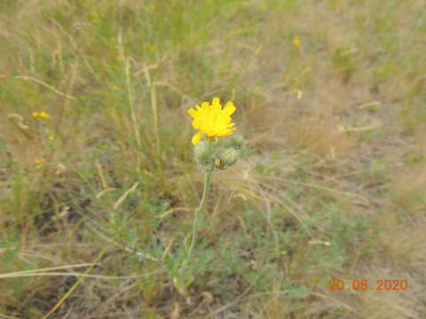 Image of Pilosella echioides (Lumn.) Sch. Bip., F. W. Schultz & Sch. Bip.