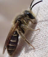 Image of Andrena cressonii cressonii Robertson 1891