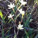 Image of Hesperantha sufflava Goldblatt