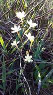 Image of Hesperantha sufflava Goldblatt