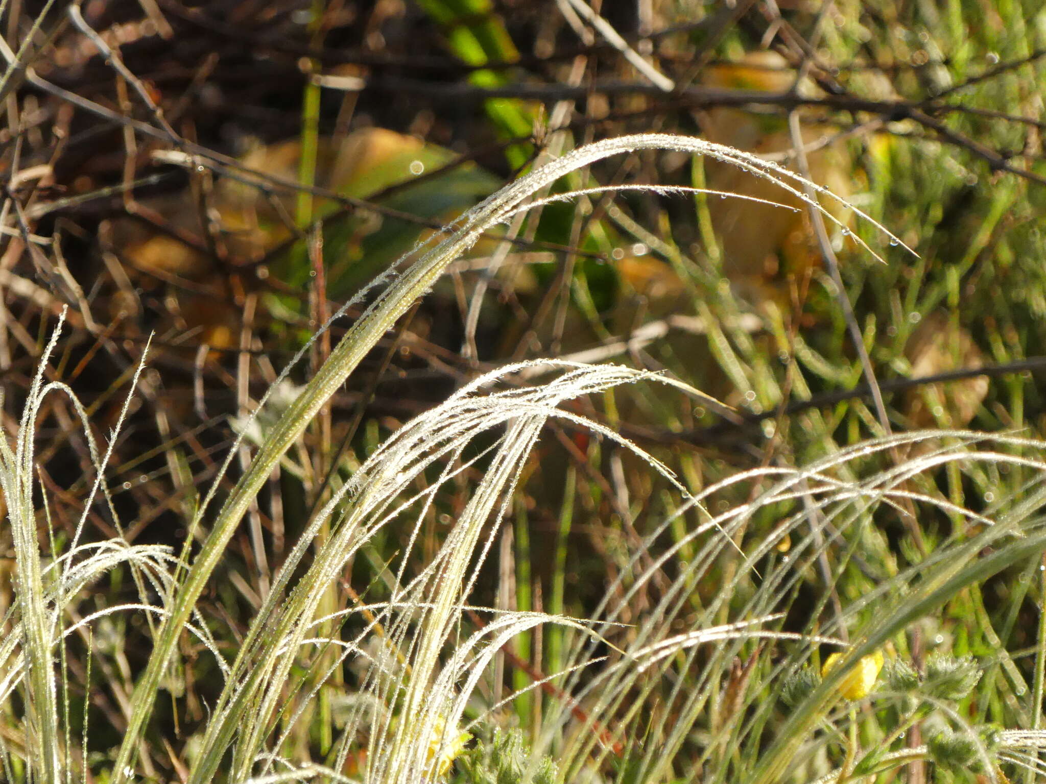 Image of Stipa austroitalica Martinovský