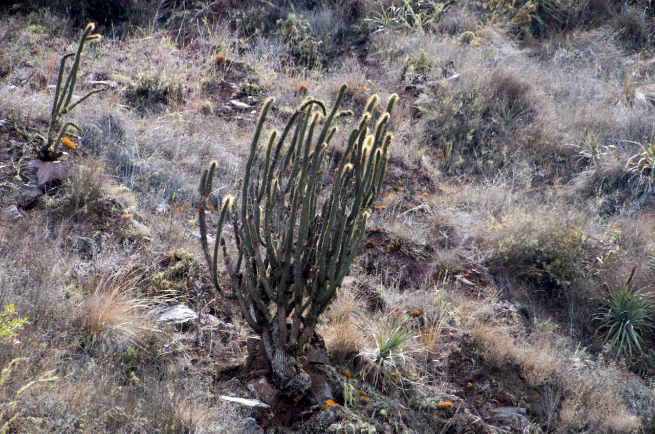 صورة Cleistocactus buchtienii Backeb.