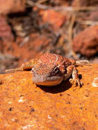 صورة Tympanocryptis centralis Sternfeld 1925