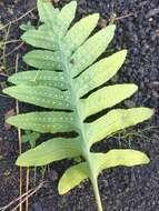 Plancia ëd Polypodium macaronesicum subsp. macaronesicum