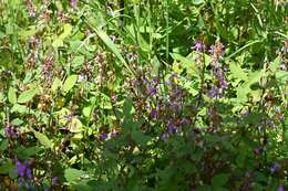 Plancia ëd Desmodium pringlei S. Watson