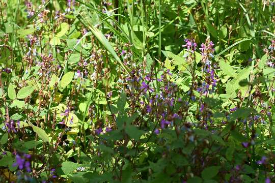 Plancia ëd Desmodium pringlei S. Watson