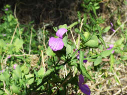 Image of Arizona foldwing