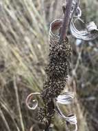 Image of rope dodder