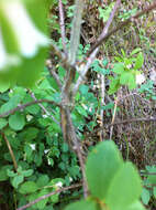 Image of roundleaf snowberry