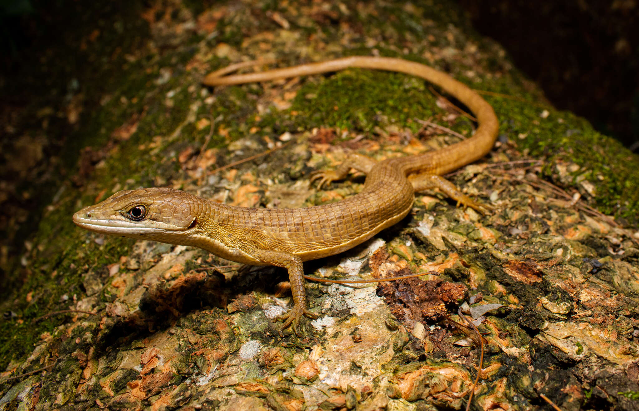 Image of Texas Alligator Lizard