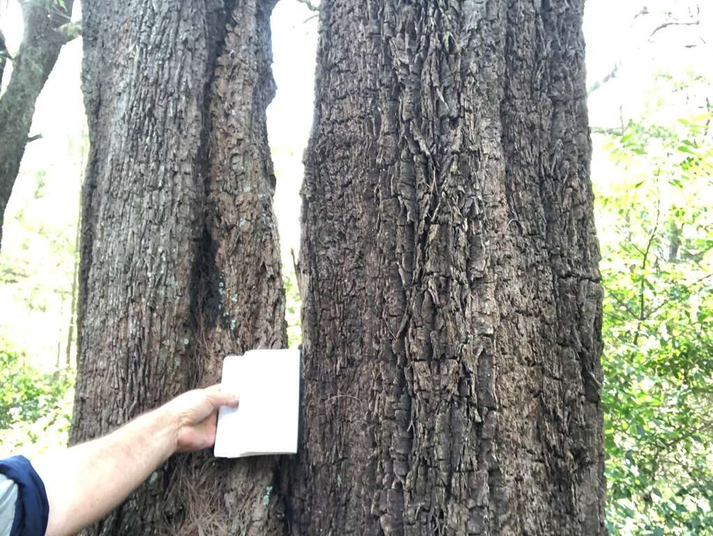 Image of forest-oak