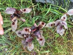 Image of Iris acutiloba subsp. lineolata (Trautv.) B. Mathew & Wendelbo