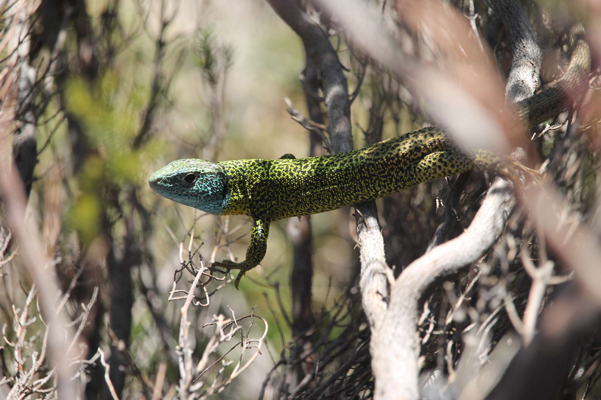 Image of Iberian Emerald Lizard