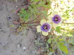 Image of Diascia bicolor K. E. Steiner