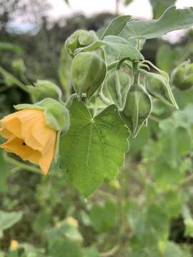 Image of Abutilon grandiflorum G. Don