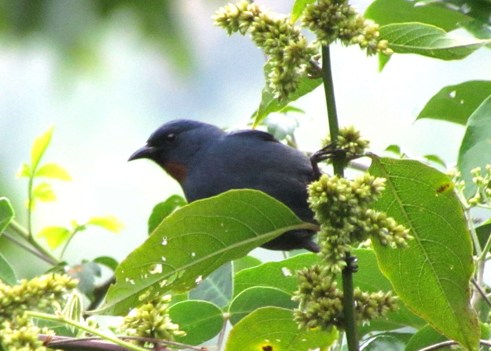 Image of Euneornis Fitzinger 1856