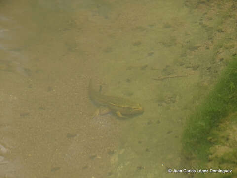 Image of Lithobates spectabilis (Hillis & Frost 1985)