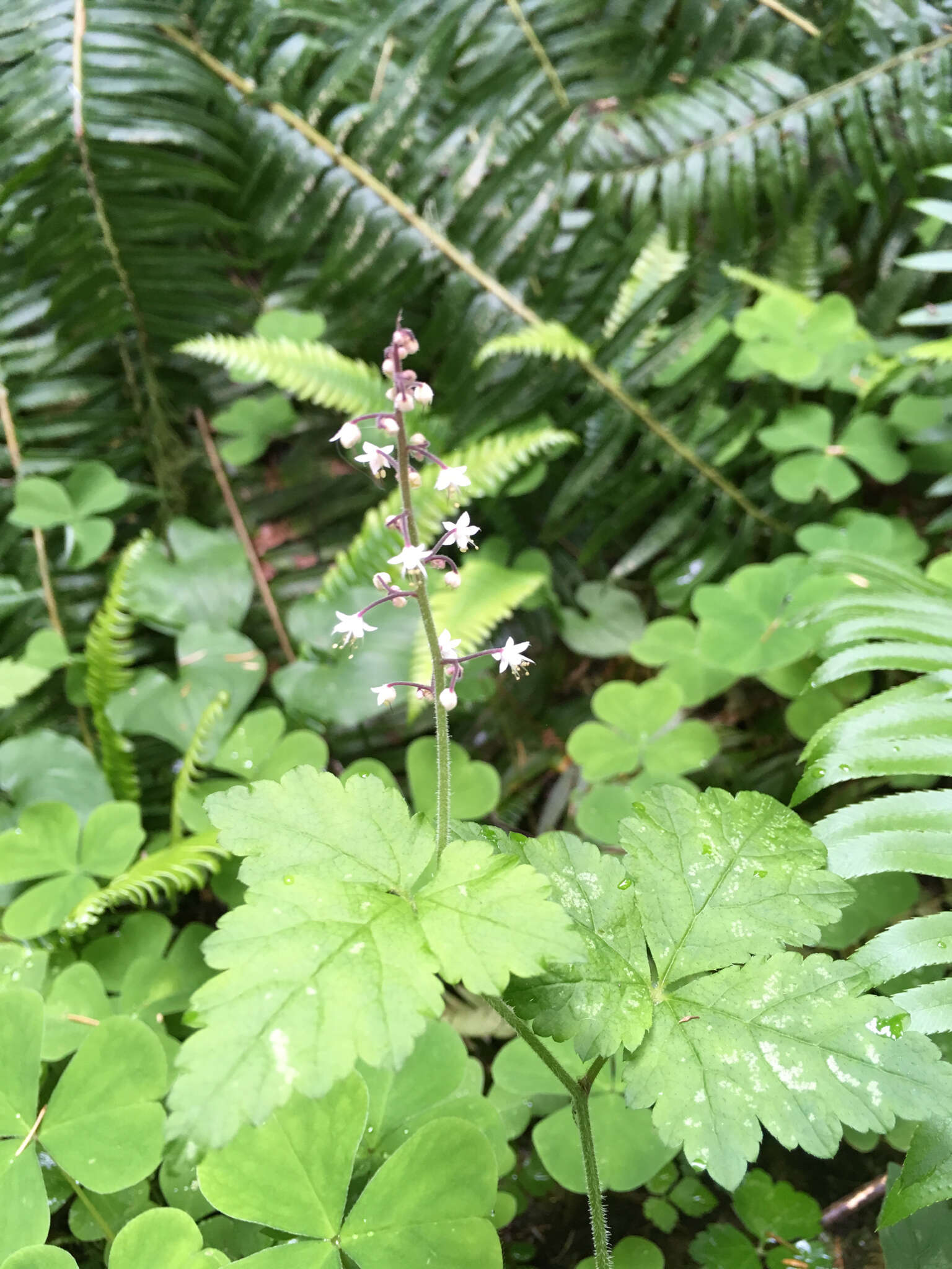 Image of threeleaf foamflower