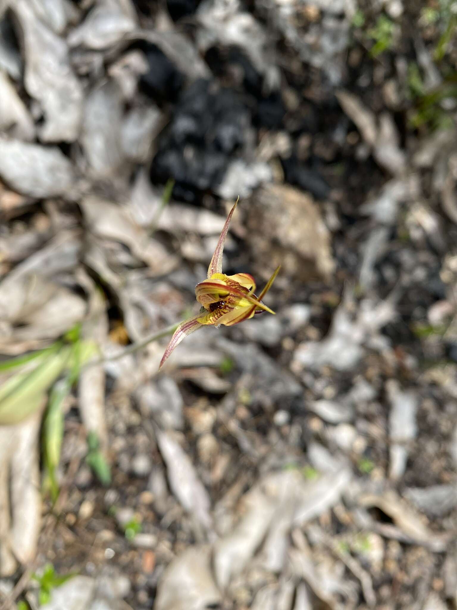 Image of Thick-lip spider orchid