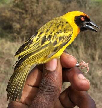 Image of Vitelline Masked Weaver