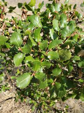 Image of interior live oak