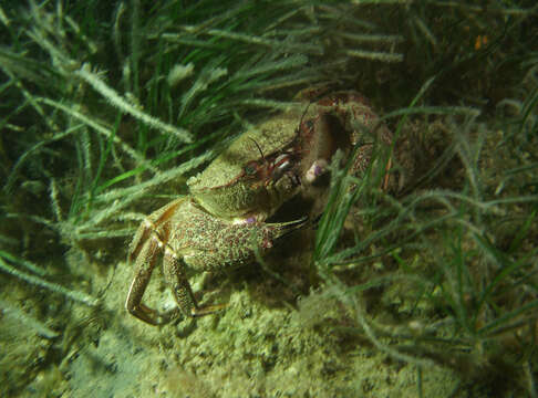 Imagem de Nectocarcinus integrifrons (Latreille 1825)