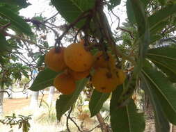 Imagem de Arbutus canariensis Duham.