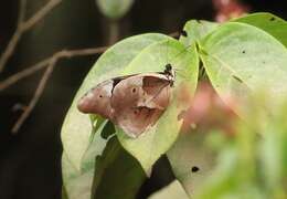 Image of Blue Morpho