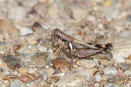 Melanoplus glaucipes (Scudder & S. H. 1875)的圖片