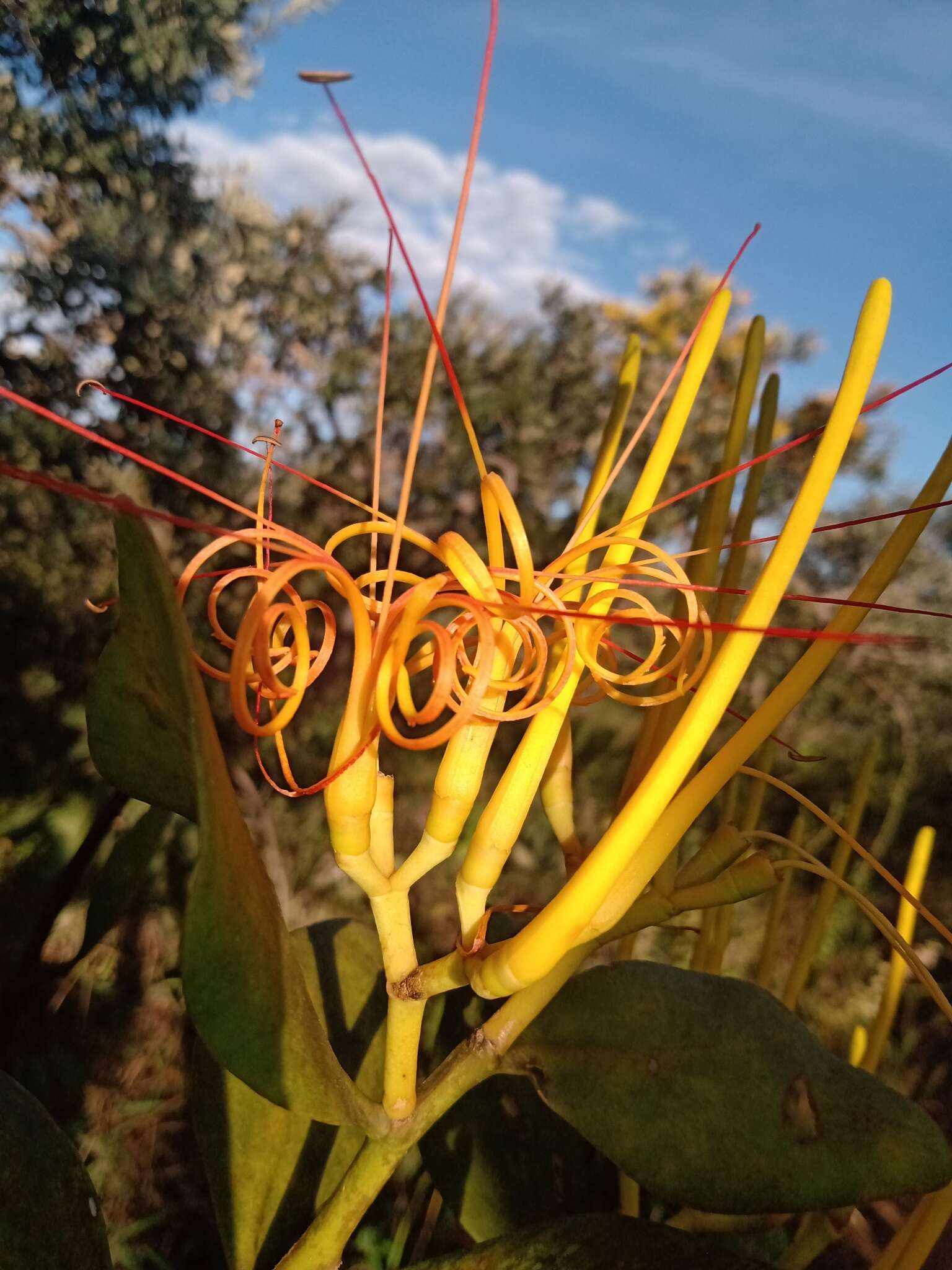 Image of Psittacanthus robustus (Mart.) Mart.