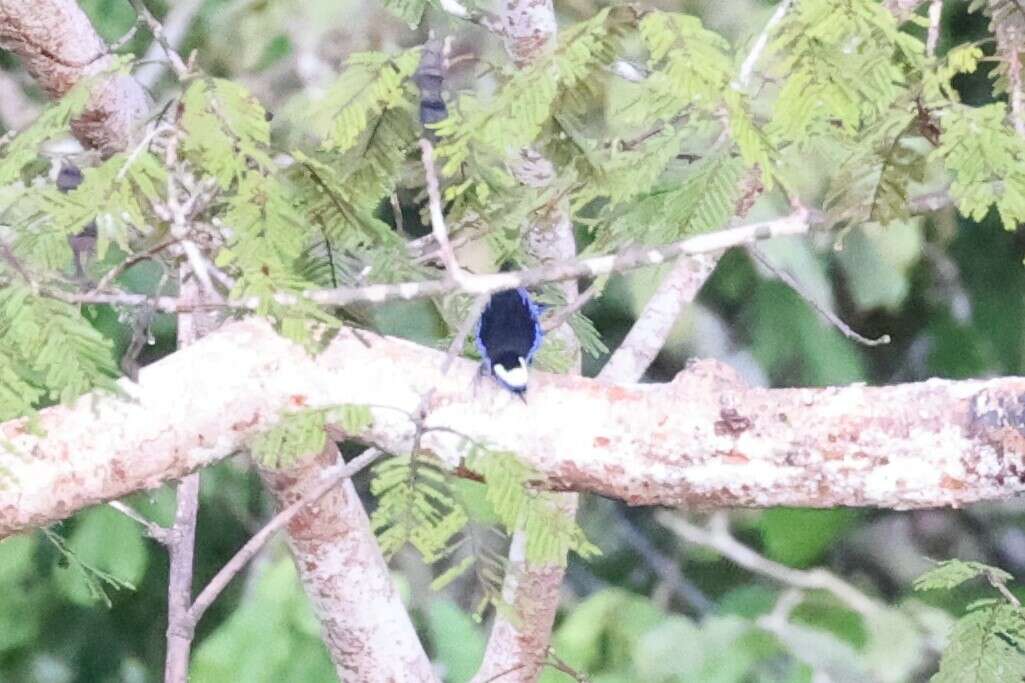 Image of Opal-crowned Tanager