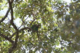 Image of Brown-necked Parrot