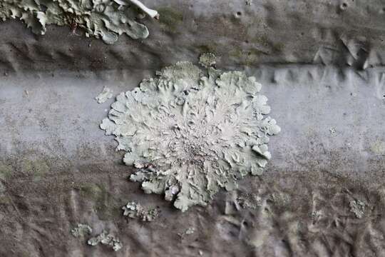 Image of canoparmelia lichen