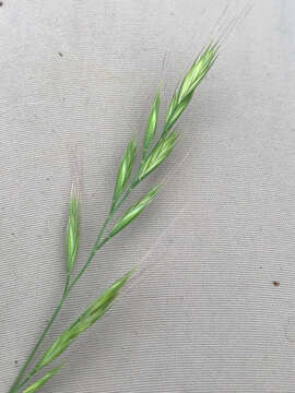 Image of brome fescue