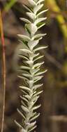 Plancia ëd Senecio pauciflosculosus C. Jeffrey