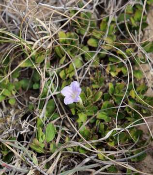 Imagem de Ruellia pilosa L. fil.