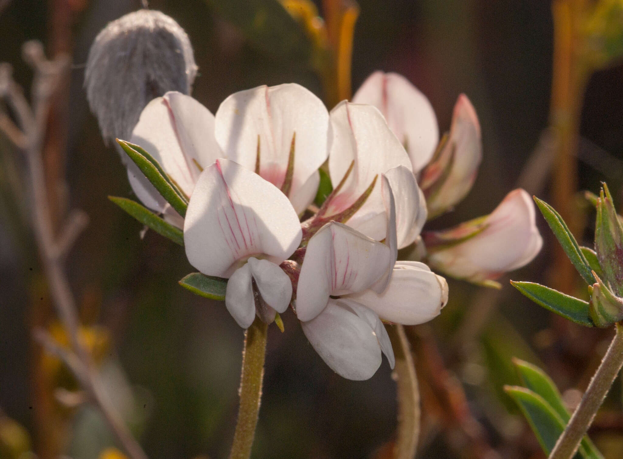 Plancia ëd Lotus australis Andrews