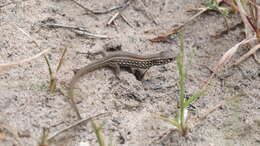 Image of Lacerta agilis exigua Eichwald 1831